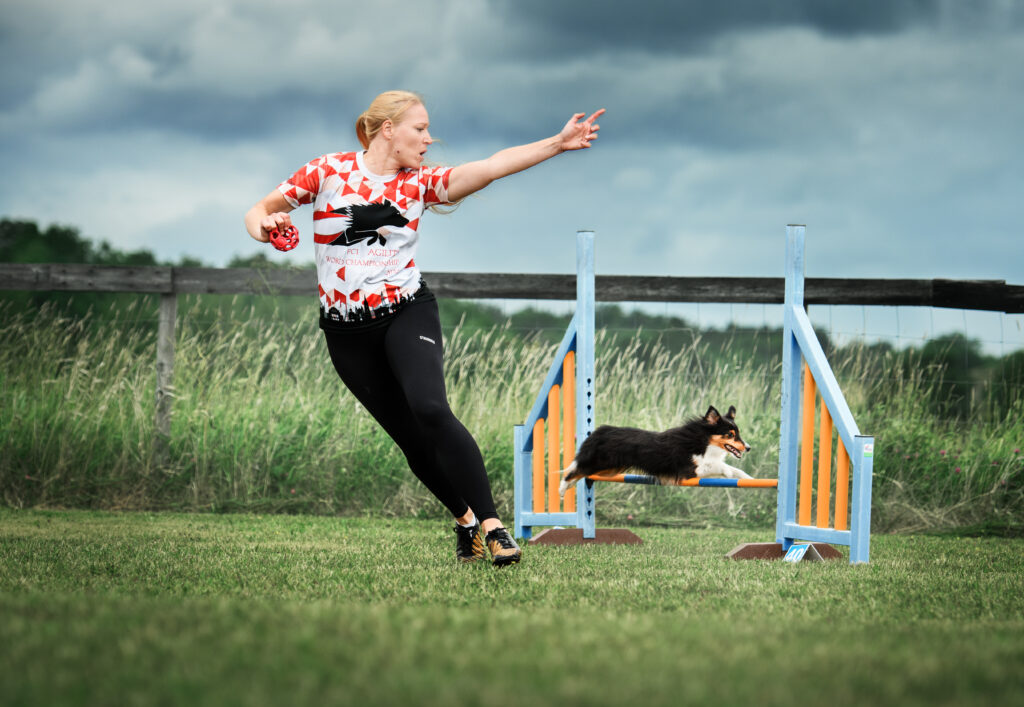 En sheltie som hoppar ett hinder på klubben 