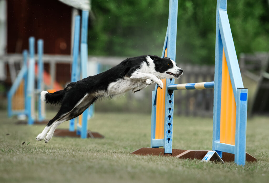 En bordercollie som hoppar ett hinder på klubben