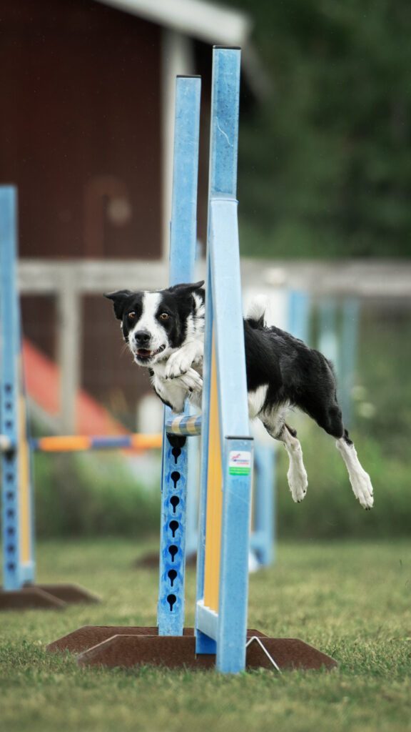 En bordercollie som hoppar över ett hinder