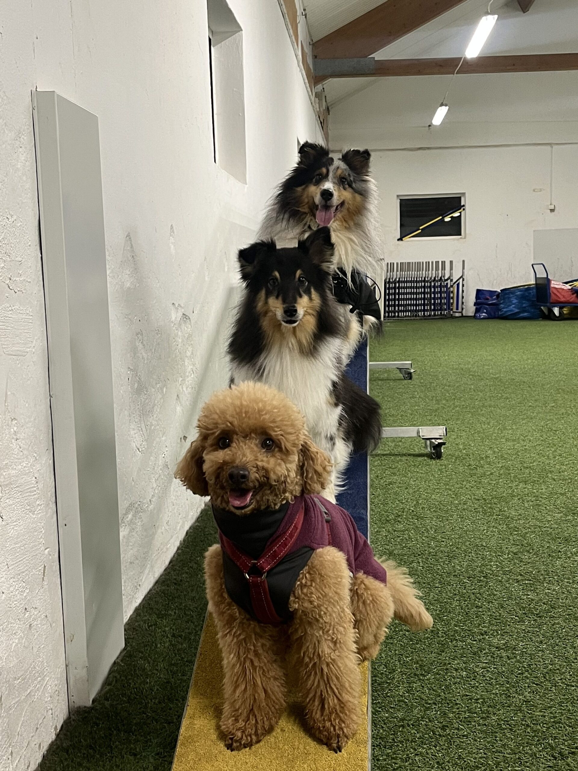 En pudel och två shelties som sitter på en balans 