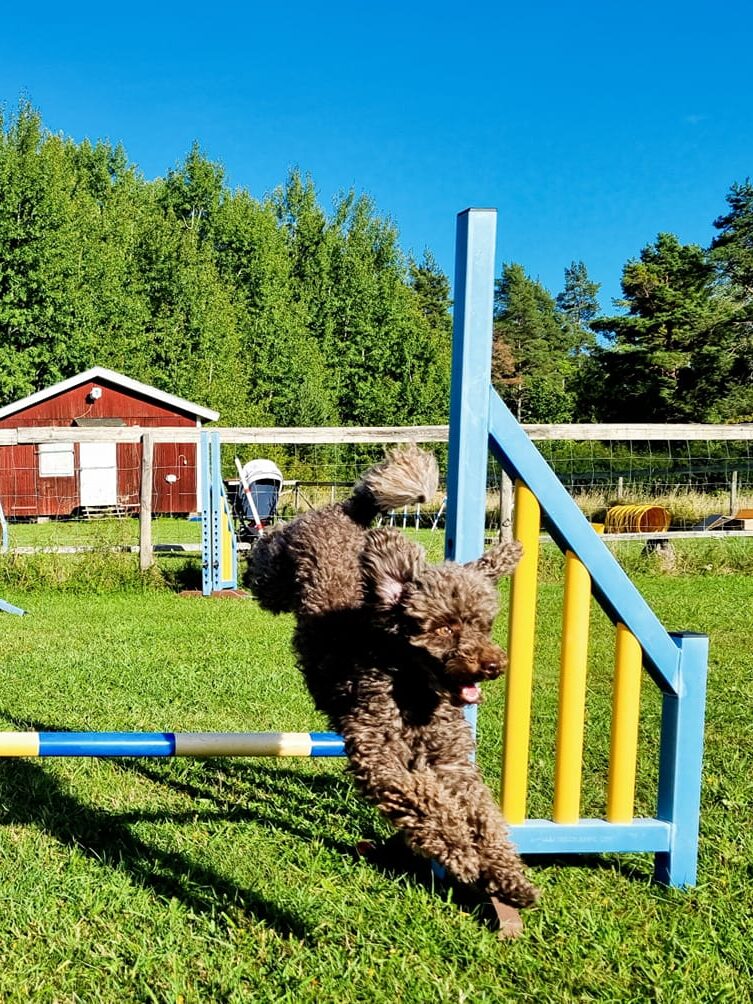 Pudel som hoppar ett hinder på klubben